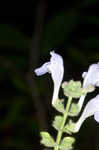 Heartleaf skullcap